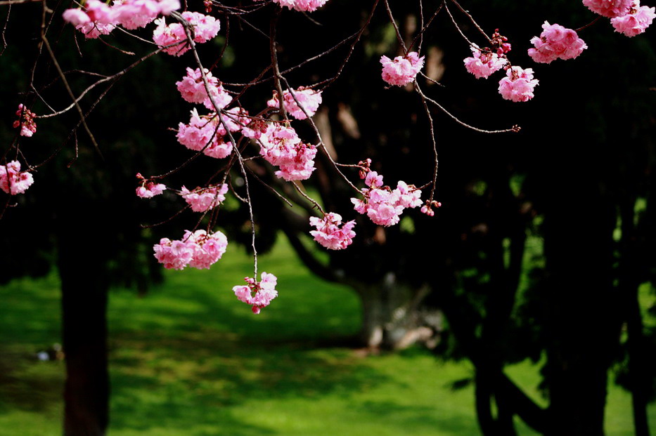 二月樱花