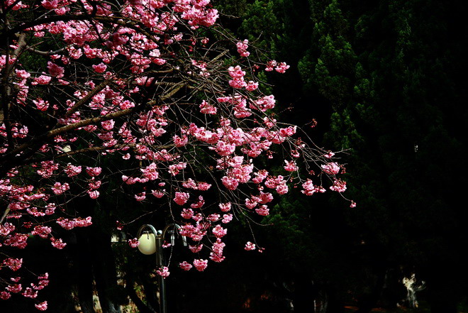 二月樱花