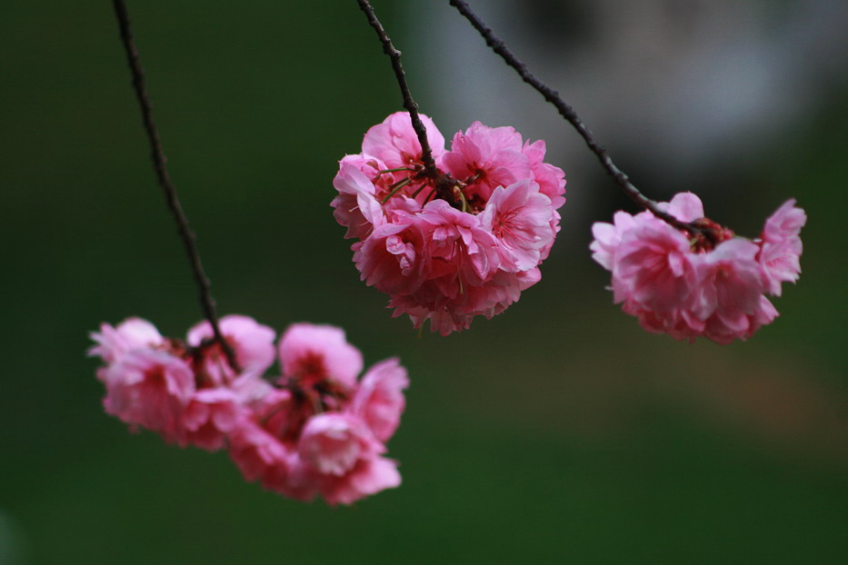 二月樱花