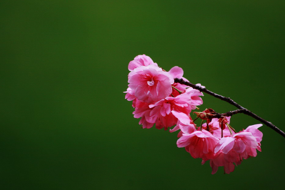 二月樱花