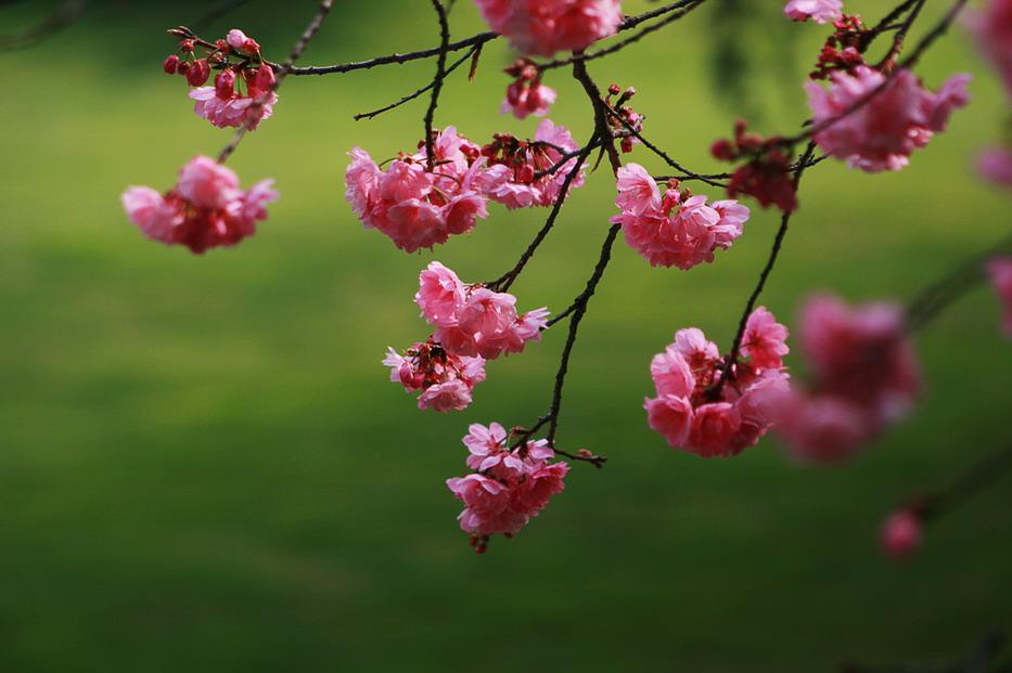 二月樱花