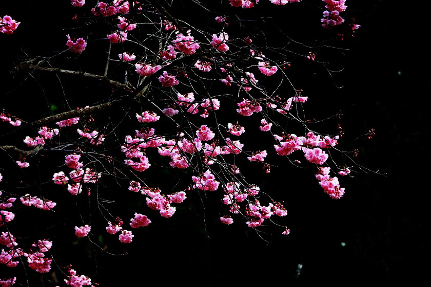 二月樱花