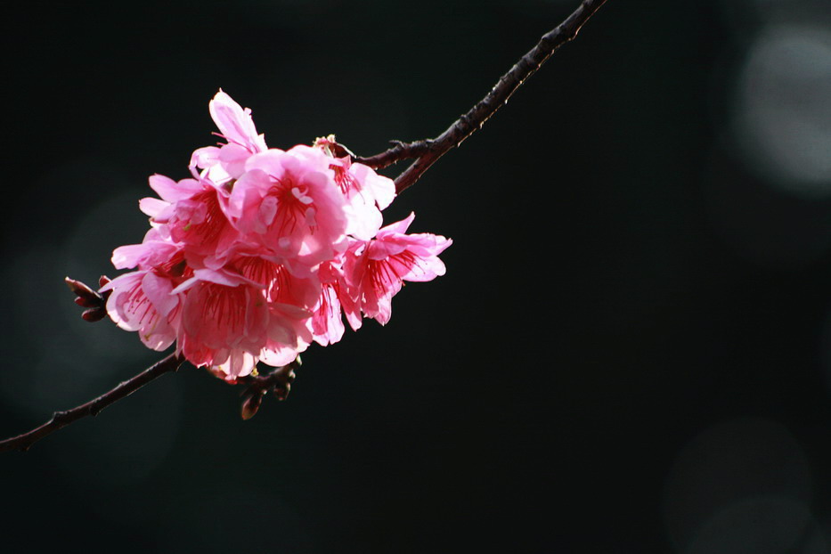 二月樱花