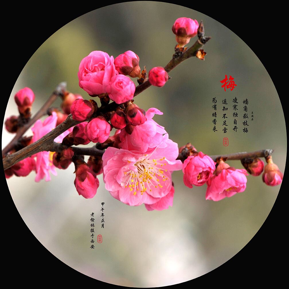 梅花