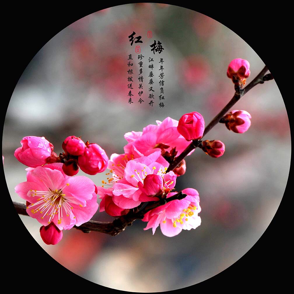 梅花