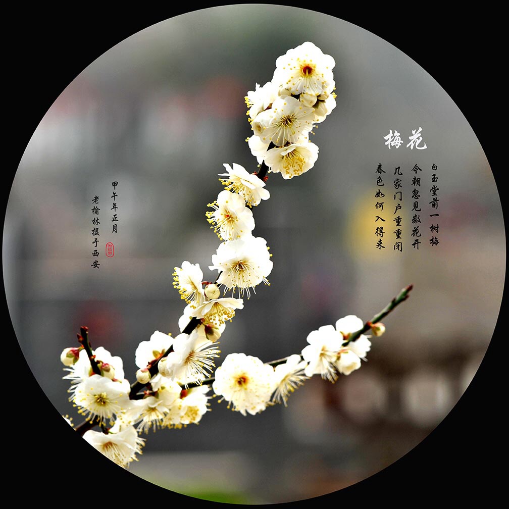 梅花