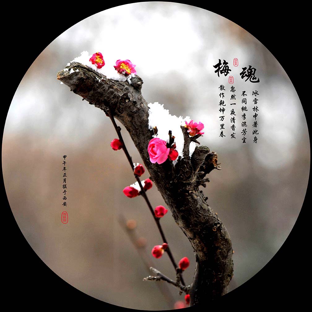 梅花