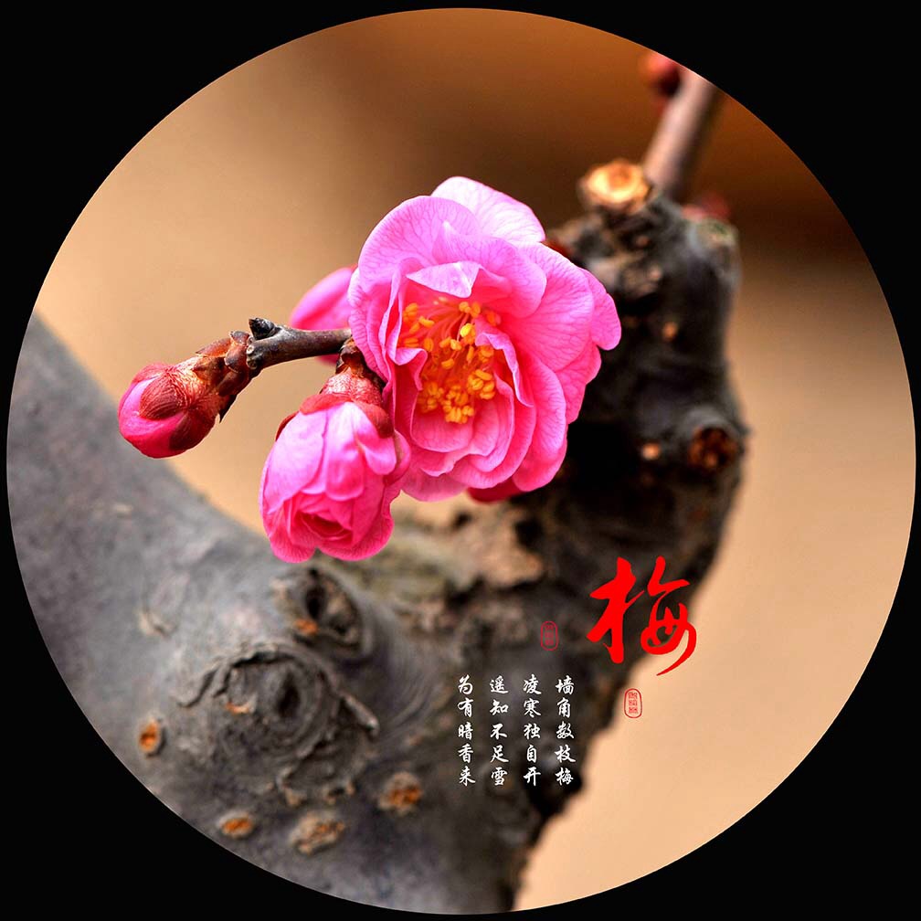 梅花