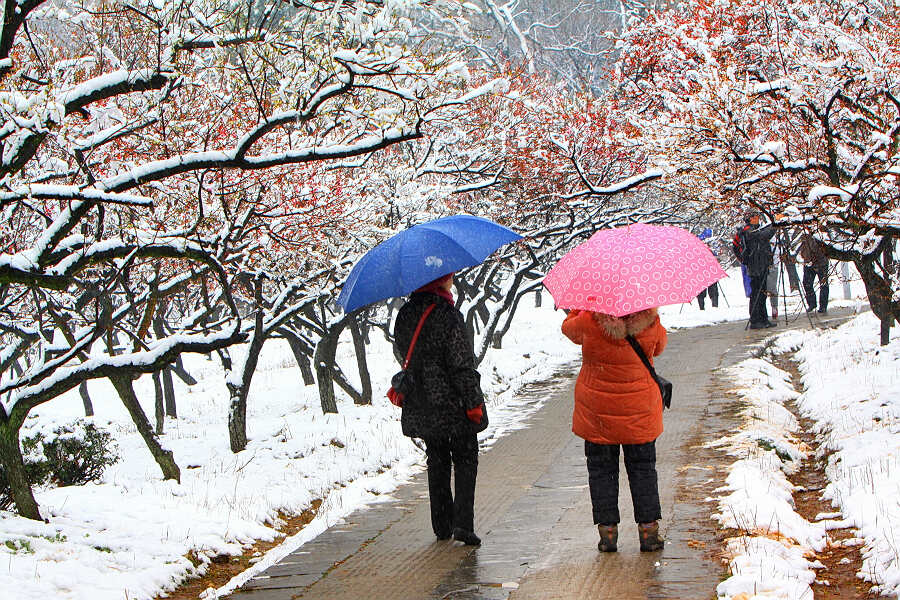 踏雪寻梅
