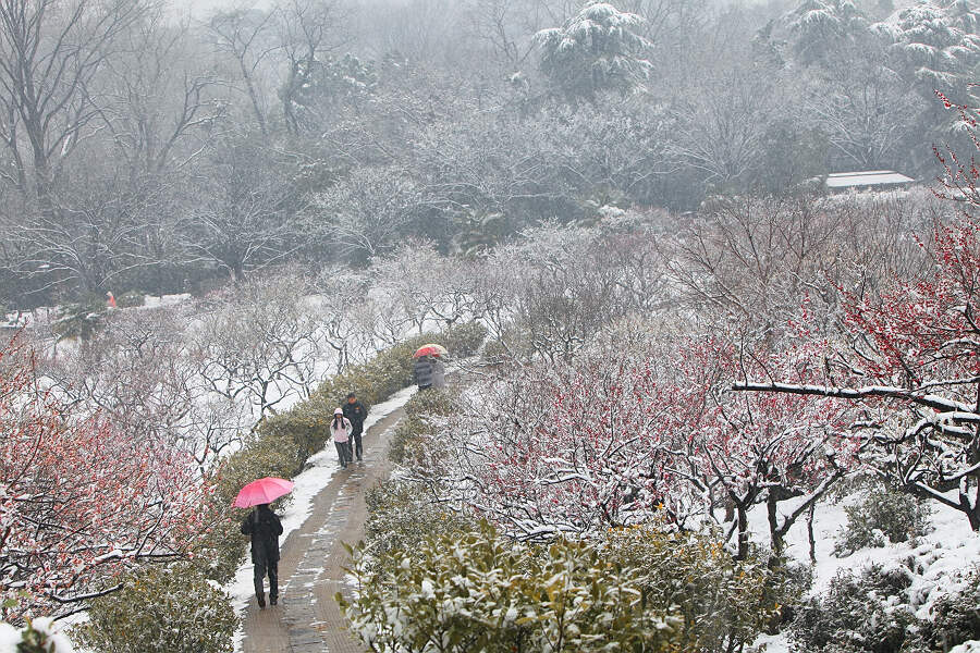 踏雪寻梅