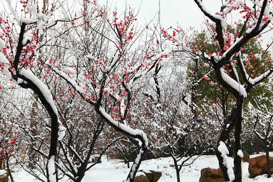 踏雪寻梅