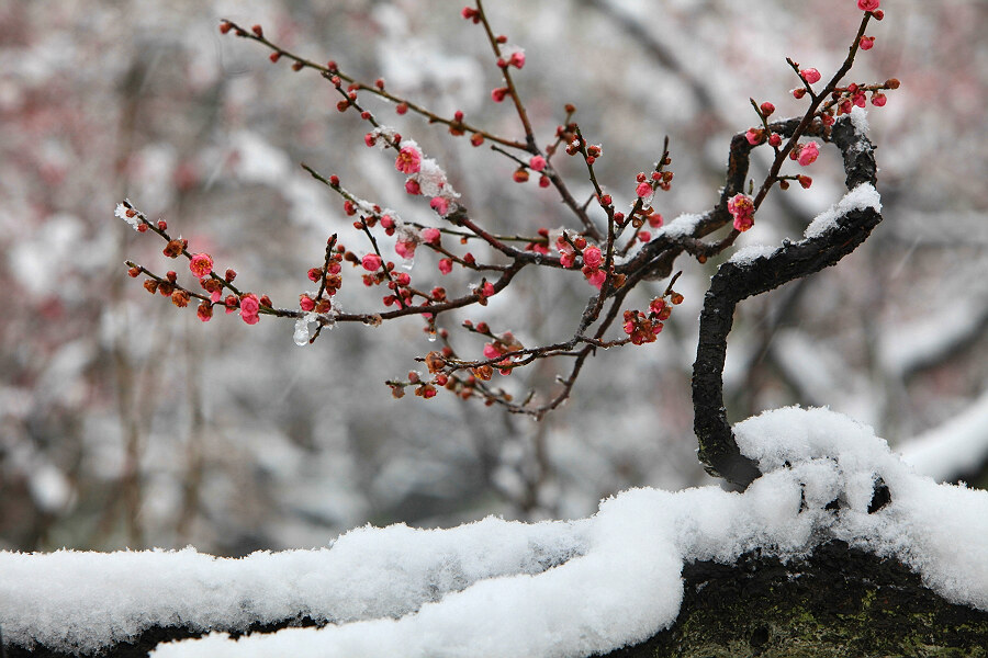 踏雪寻梅