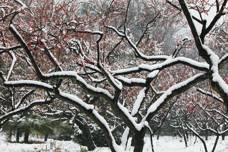 踏雪寻梅