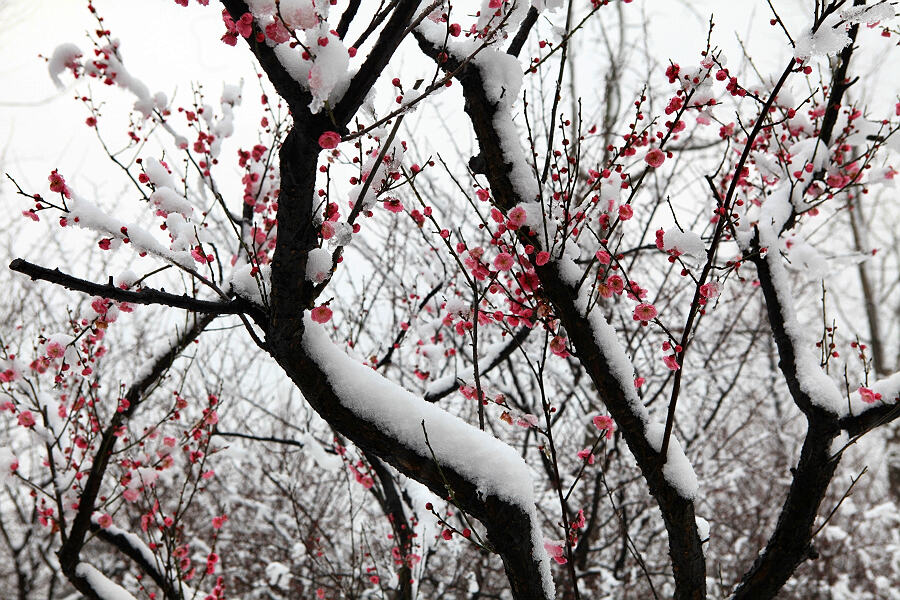 踏雪寻梅