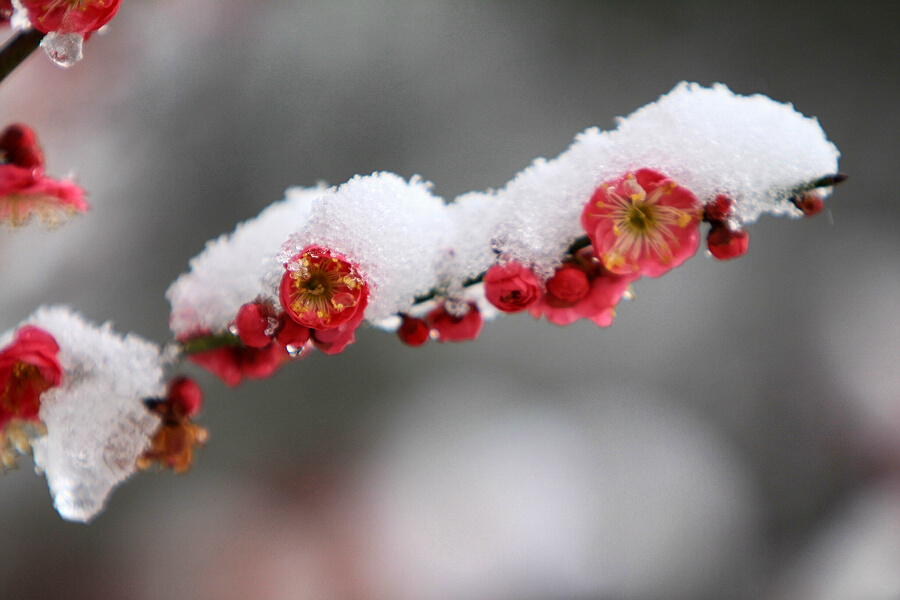 踏雪寻梅