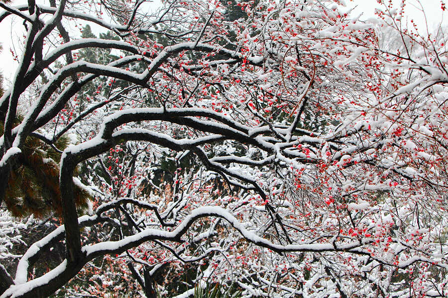 踏雪寻梅