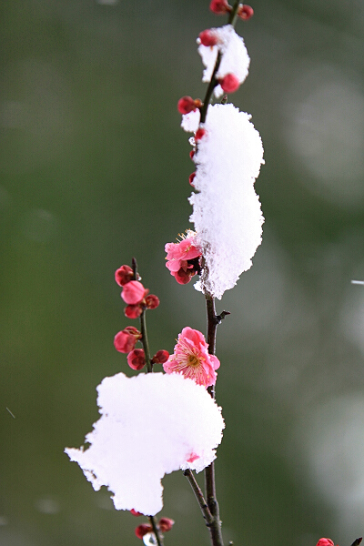 踏雪寻梅
