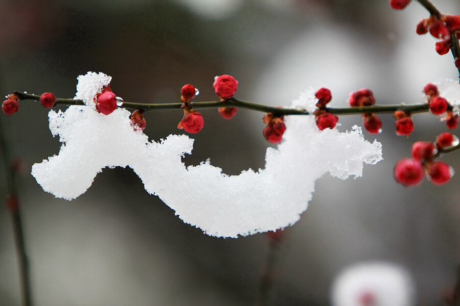 踏雪寻梅