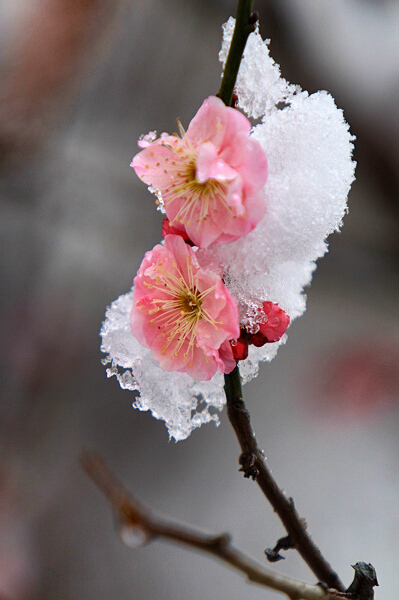 踏雪寻梅