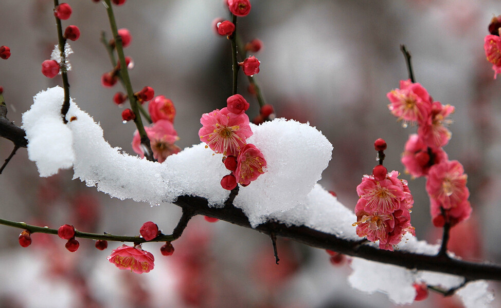 踏雪寻梅