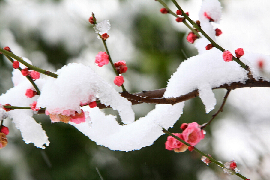 踏雪寻梅