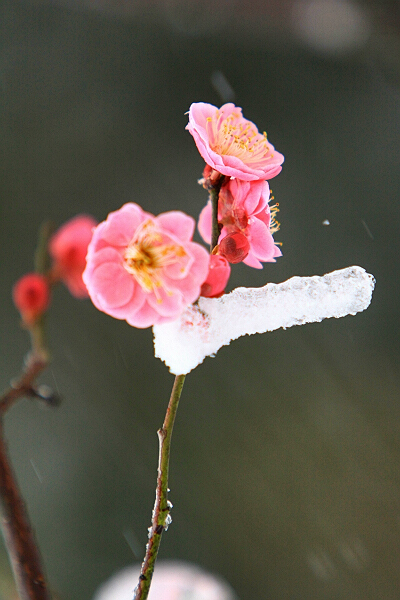 踏雪寻梅