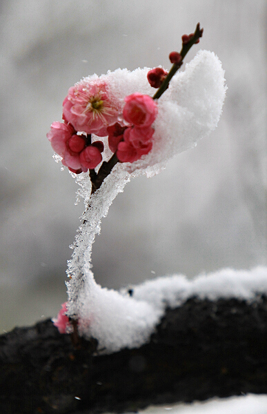 踏雪寻梅