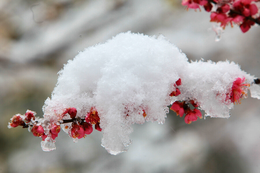 踏雪寻梅