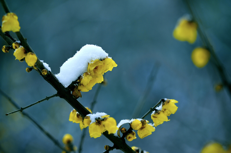 寒梅傲雪
