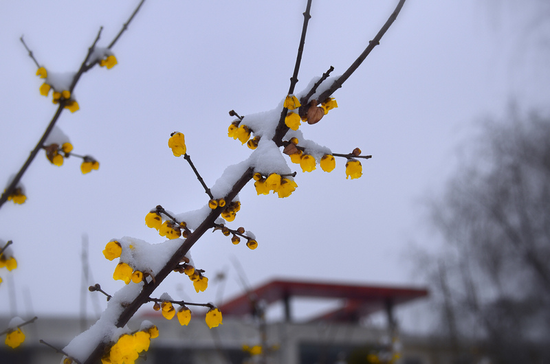 寒梅傲雪