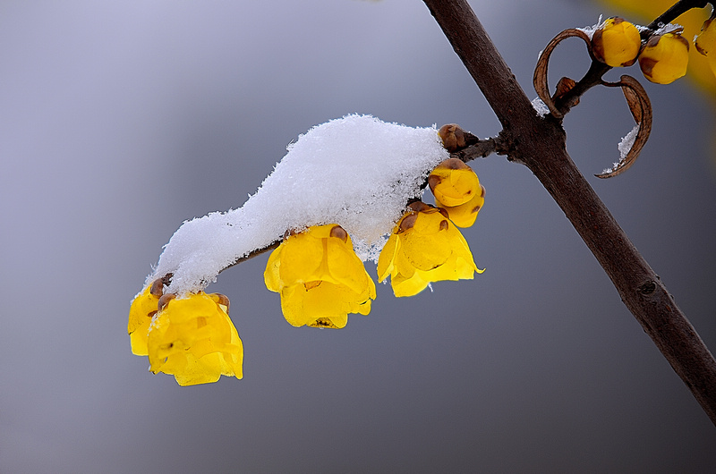 寒梅傲雪