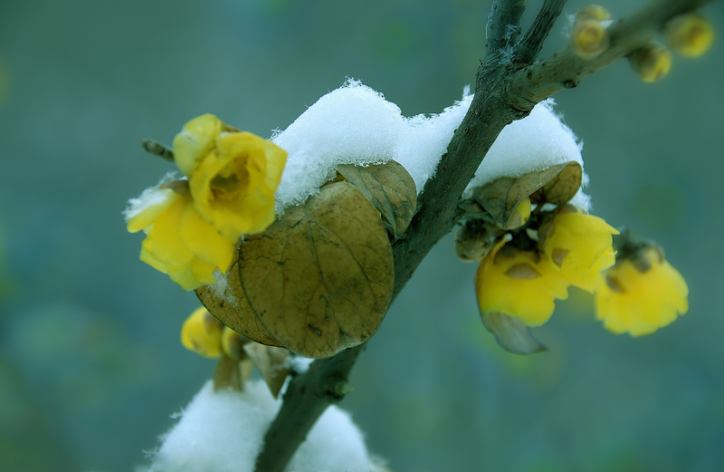 寒梅傲雪