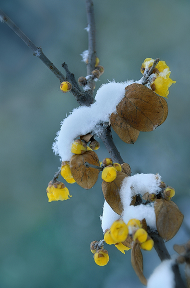 寒梅傲雪