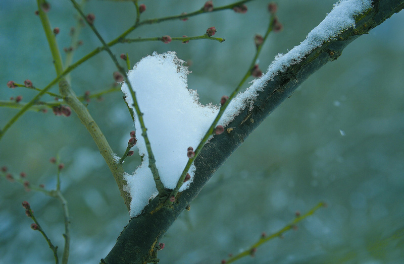 寒梅傲雪
