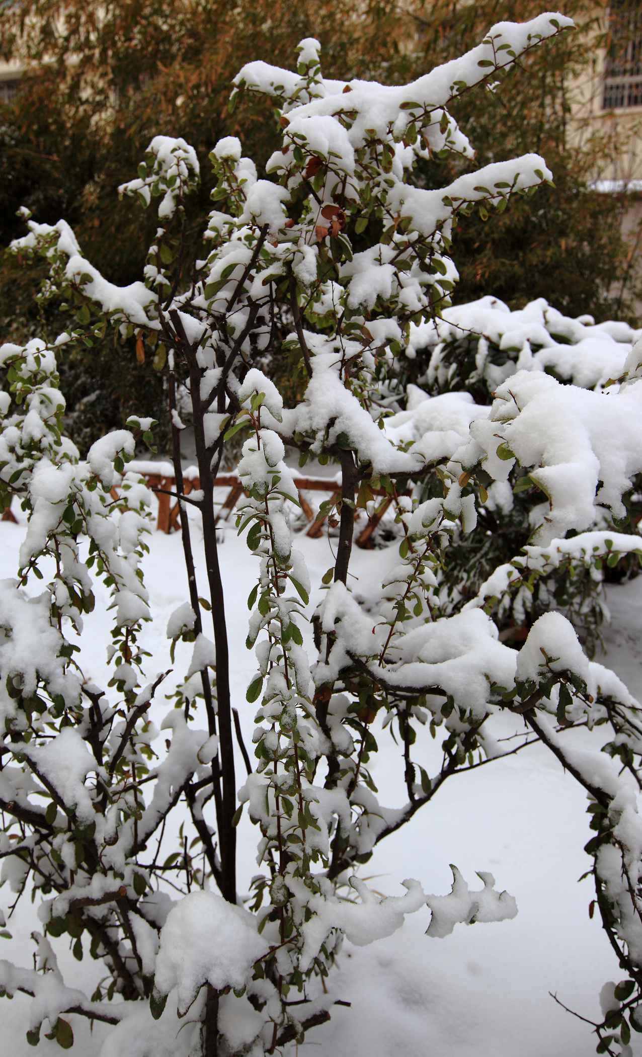 2014龙城第一雪