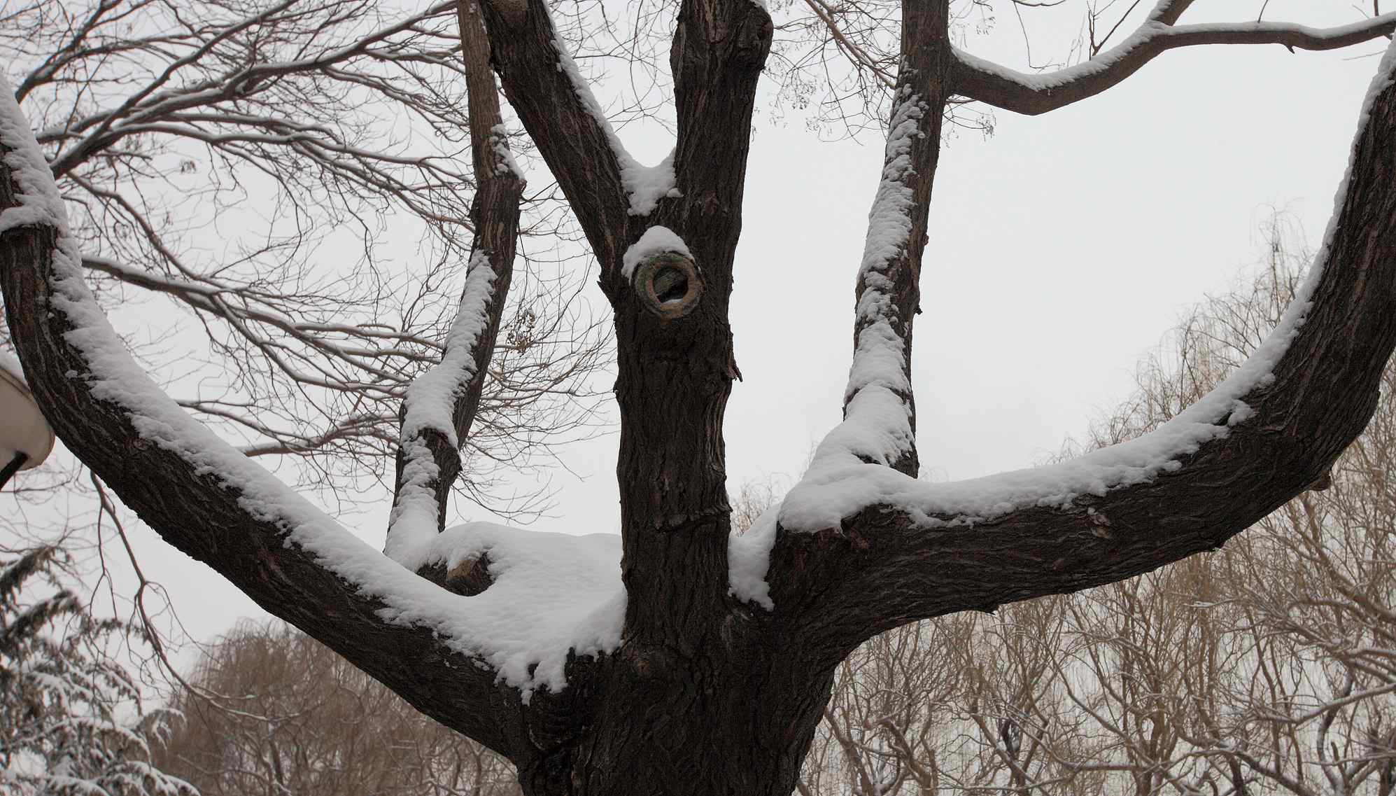 2014龙城第一雪