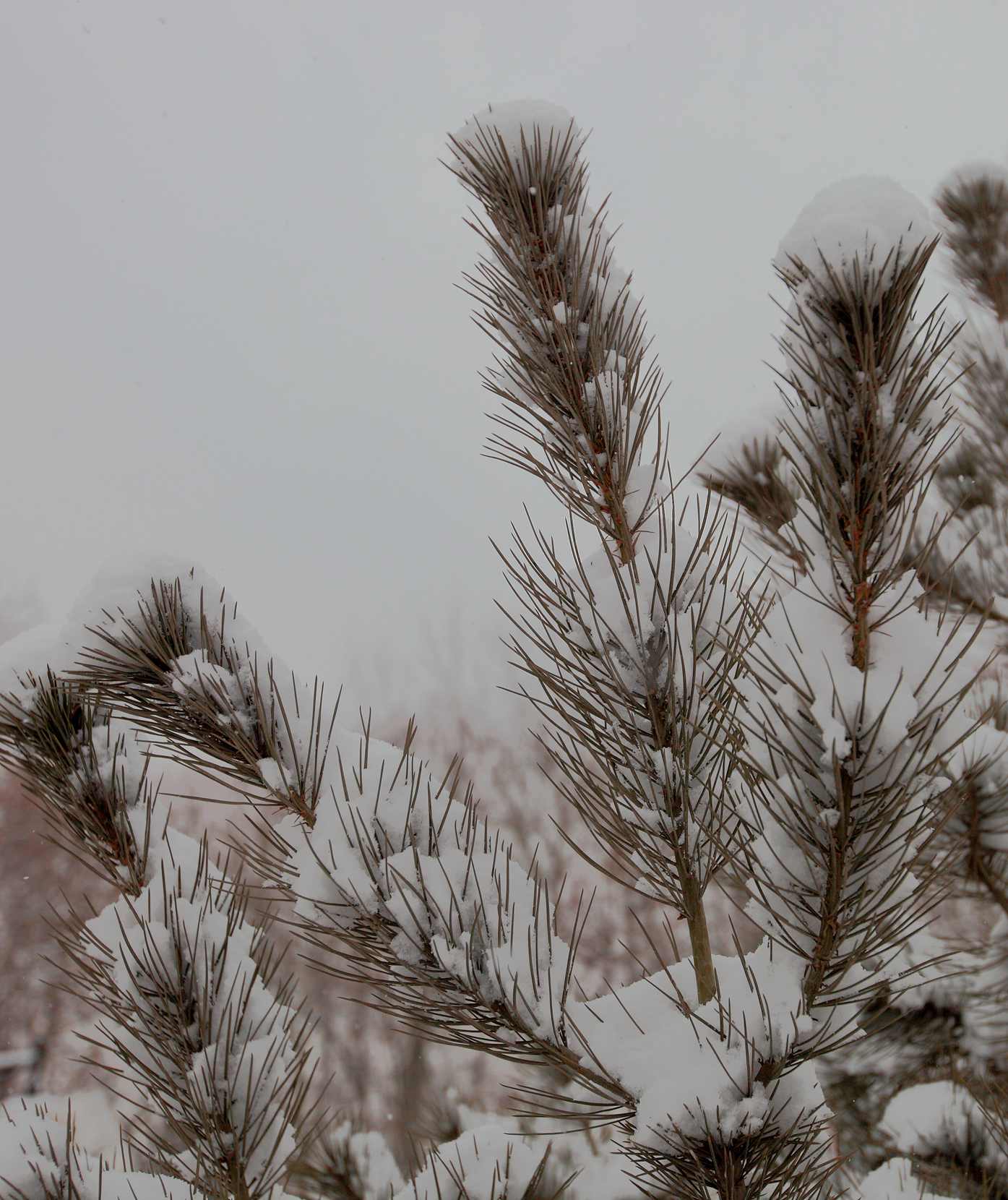 2014龙城第一雪