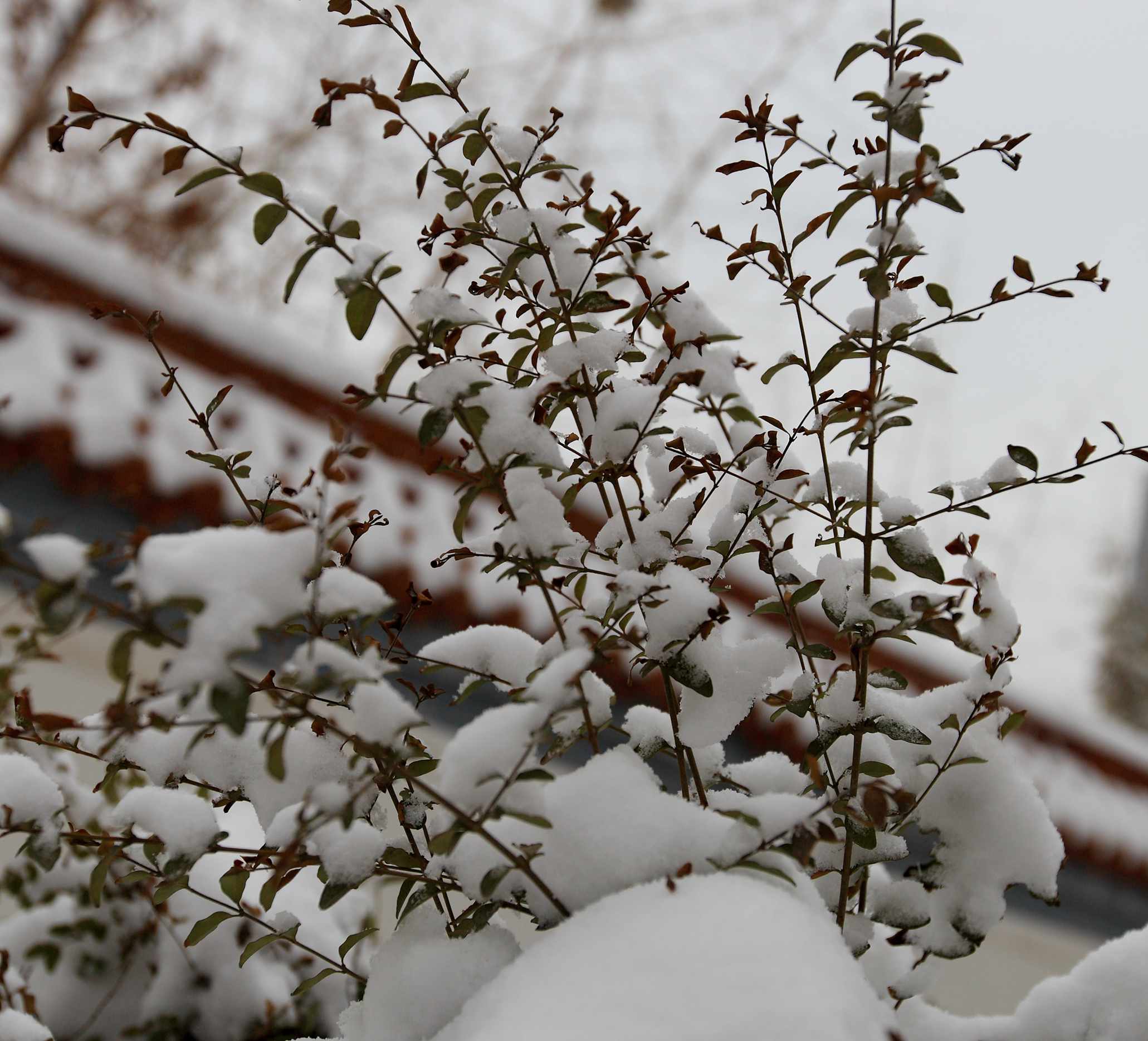 2014龙城第一雪