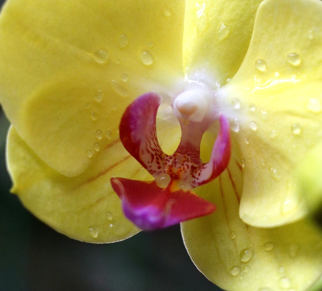 梅兰竹菊花卉帖