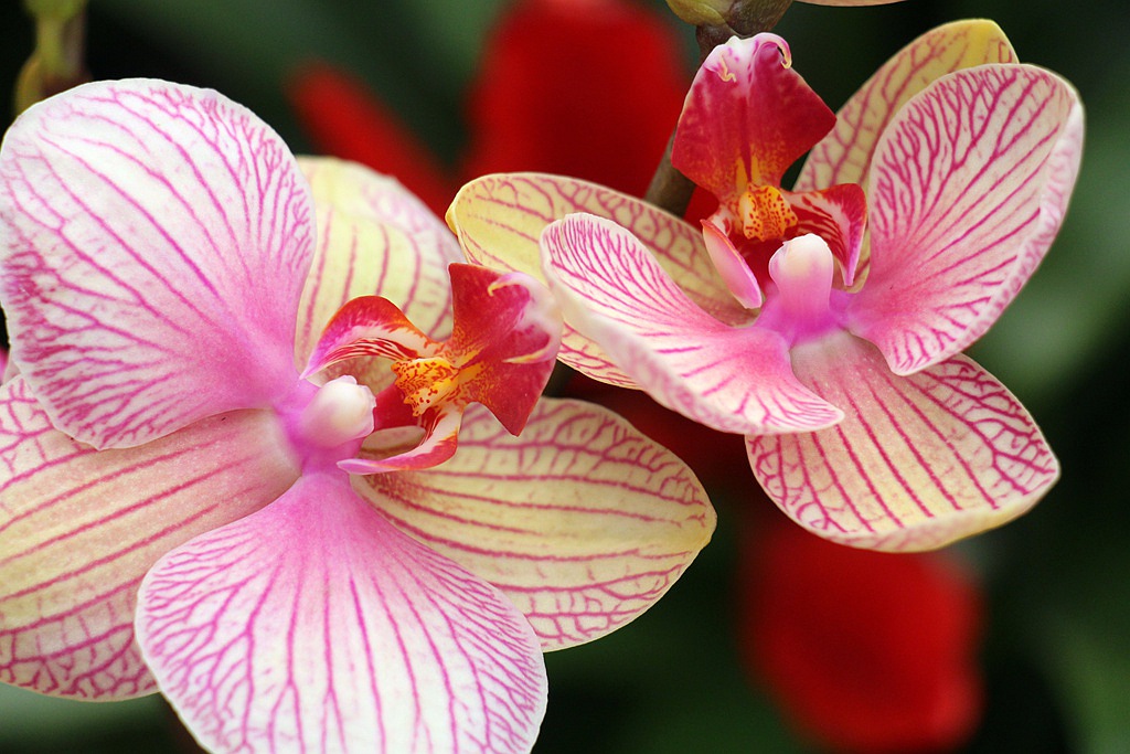 梅兰竹菊花卉帖