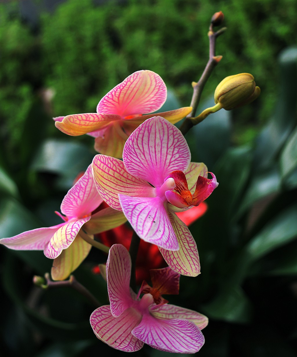 梅兰竹菊花卉帖