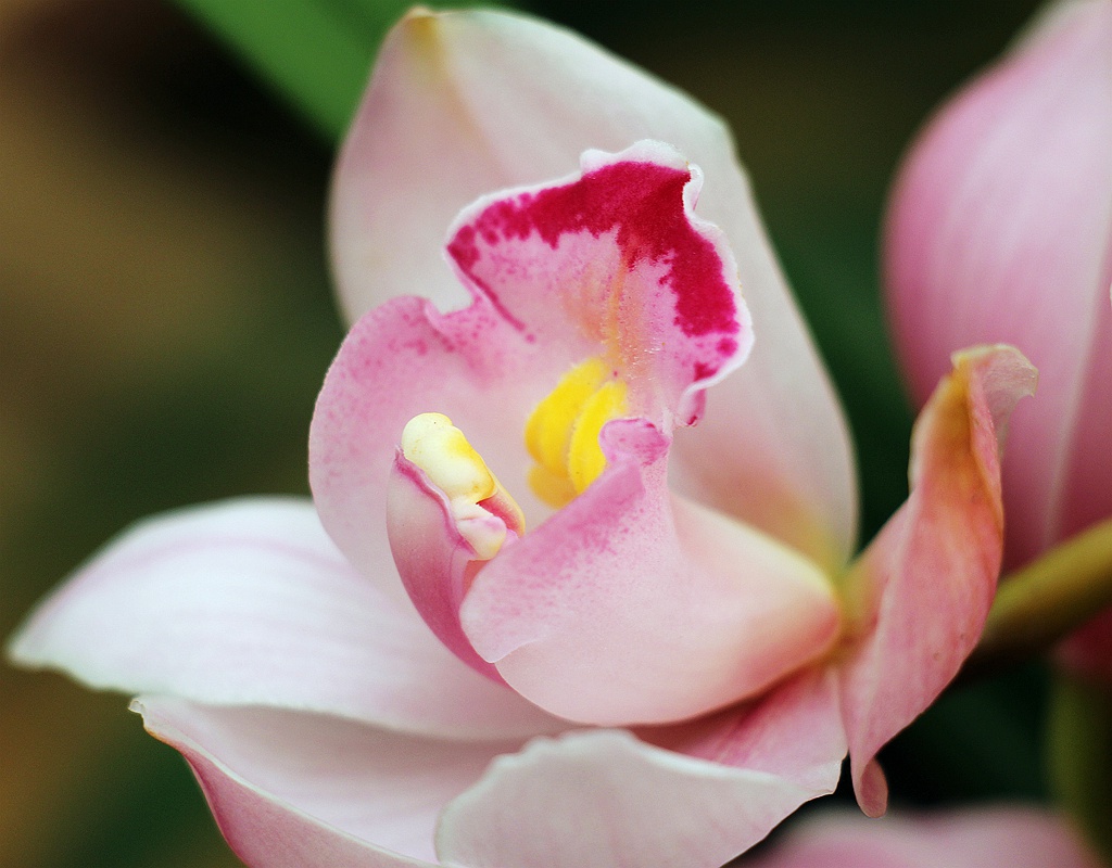 梅兰竹菊花卉帖