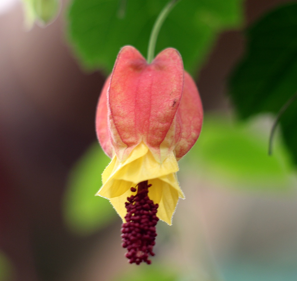 梅兰竹菊花卉帖