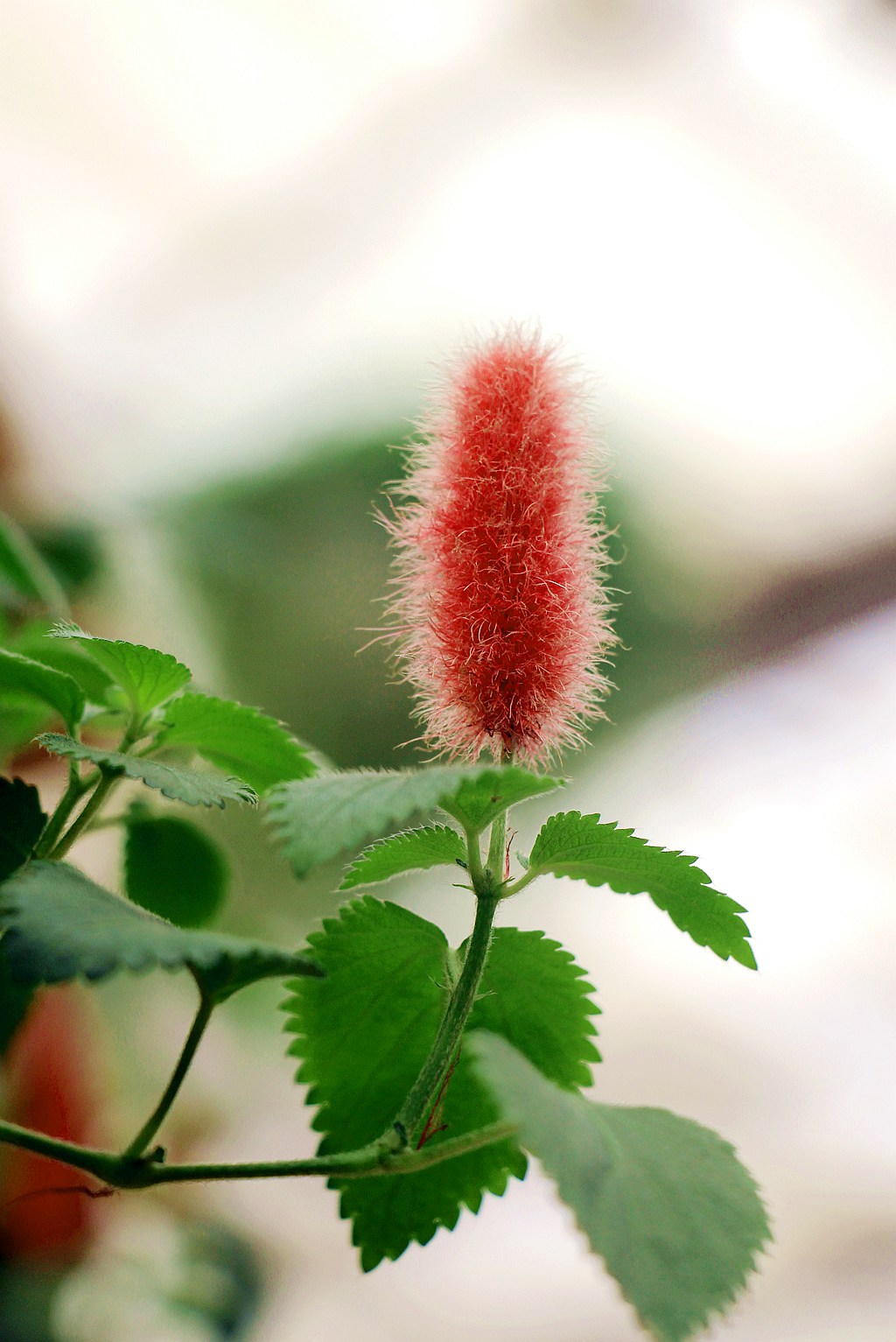 梅兰竹菊花卉帖