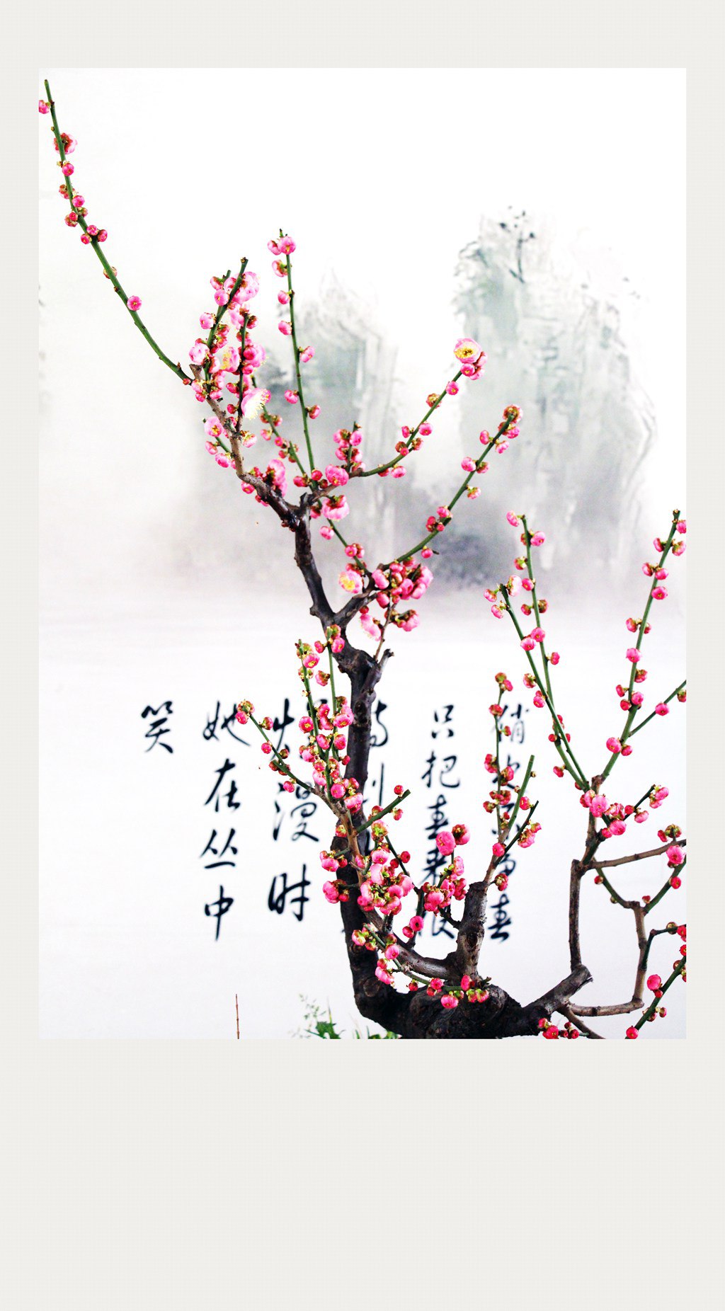 梅兰竹菊花卉帖