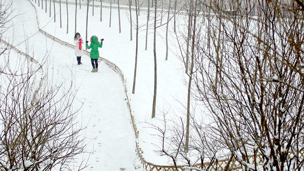 春雪————新蕾————随拍