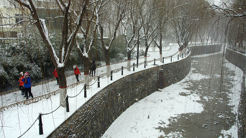 春雪————新蕾————随拍