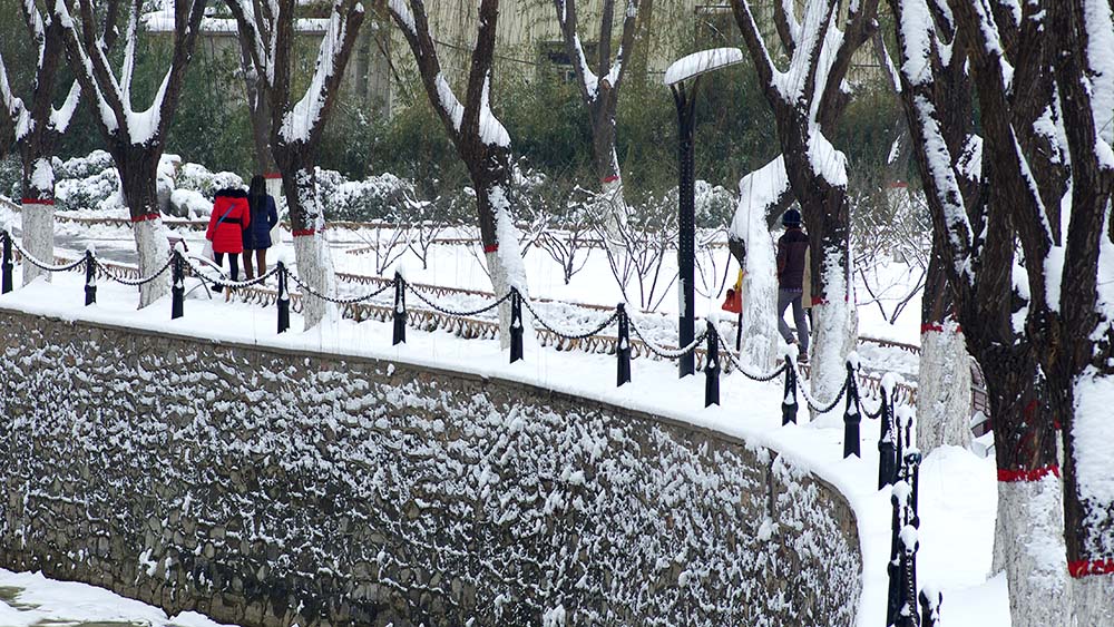 春雪————新蕾————随拍