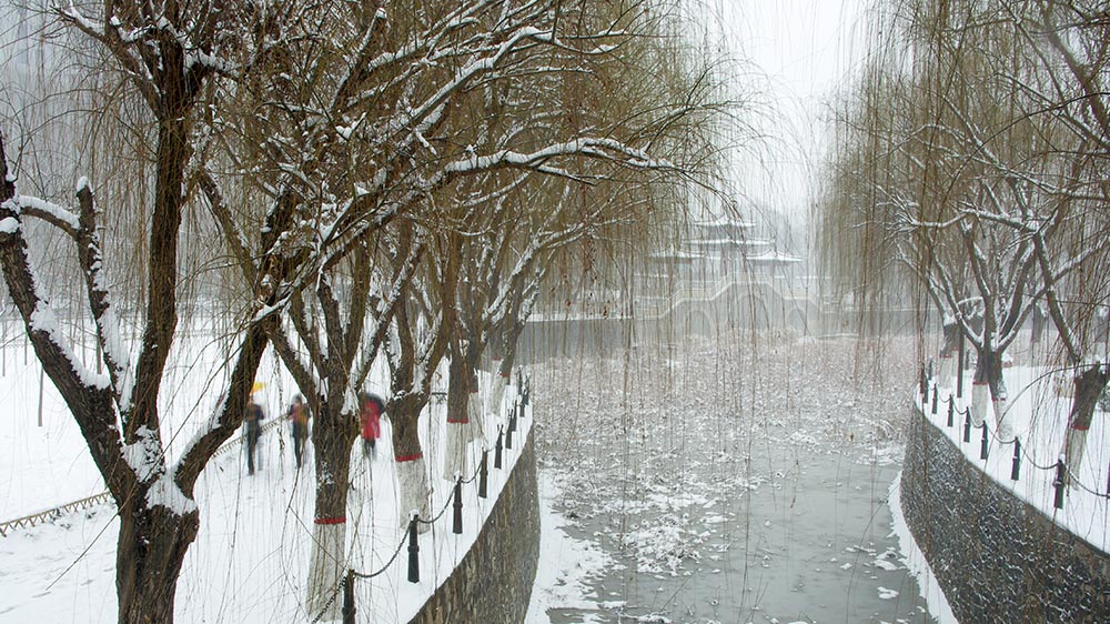 春雪————新蕾————随拍