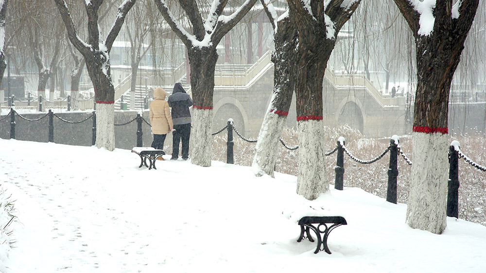 春雪————新蕾————随拍